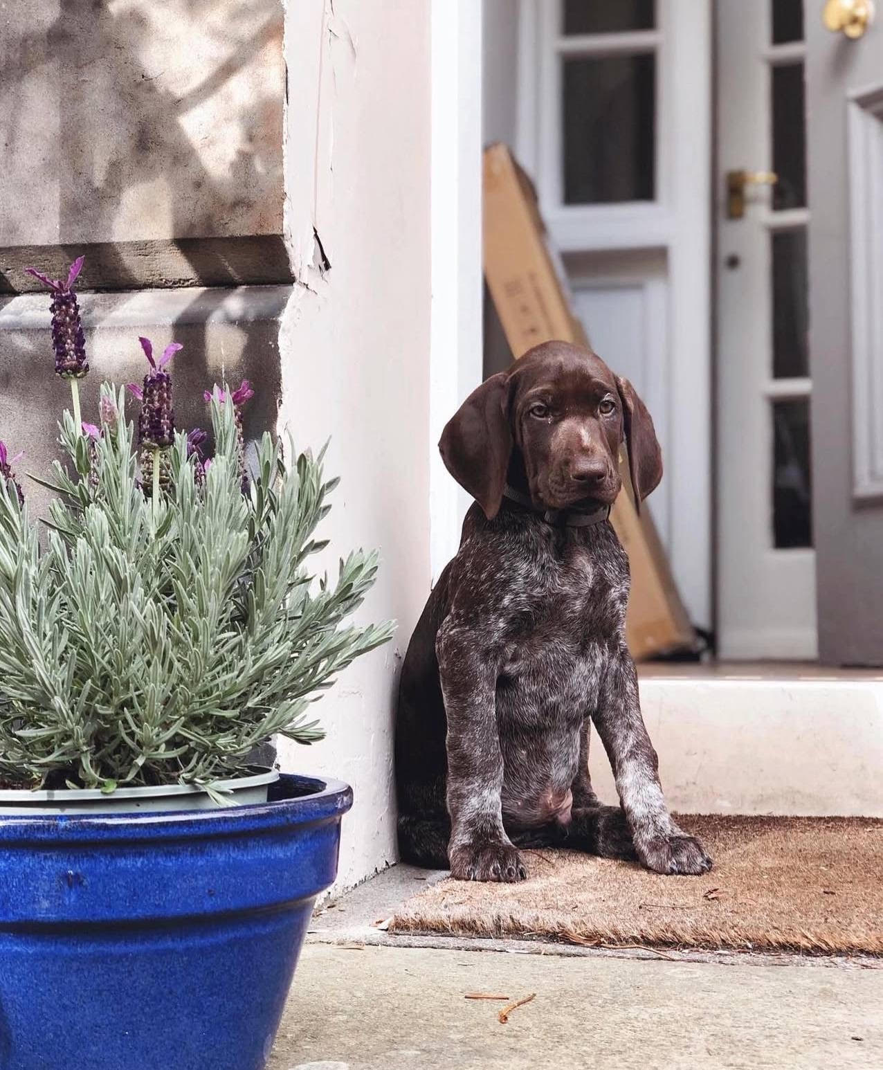 Kingston male German Shorthair Pointer